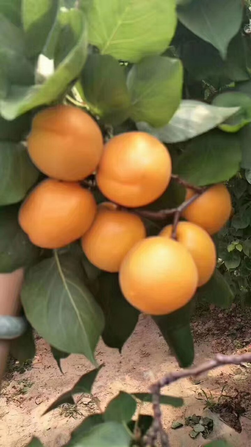 金太阳杏陕西优质金太阳杏批发量大从优货源足质量保证