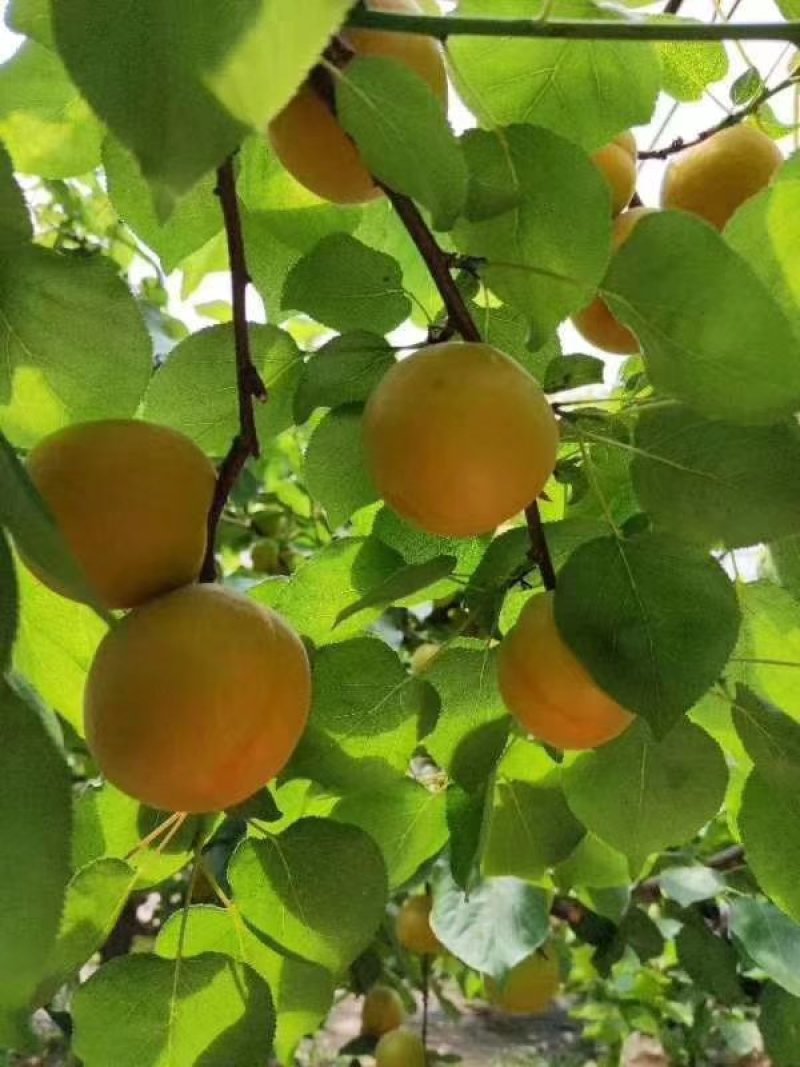 金太阳杏陕西优质金太阳杏批发量大从优货源足质量保证