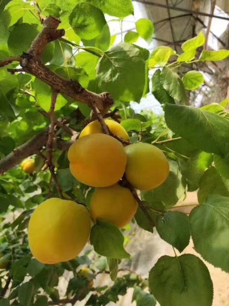 金太阳杏陕西优质金太阳杏批发量大从优货源足质量保证