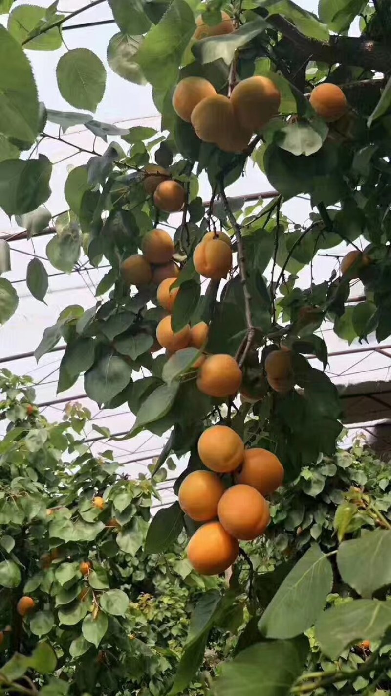 金太阳杏陕西优质金太阳杏批发量大从优货源足质量保证