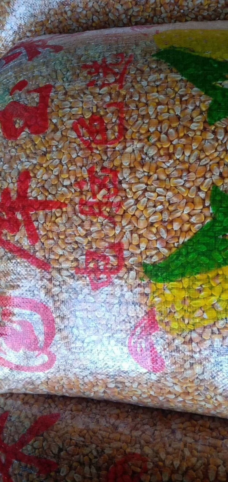常年大量供应陕北延安优质一等玉米，大颗粒，无霉变