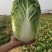 黄心白菜
