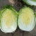 黄心白菜
