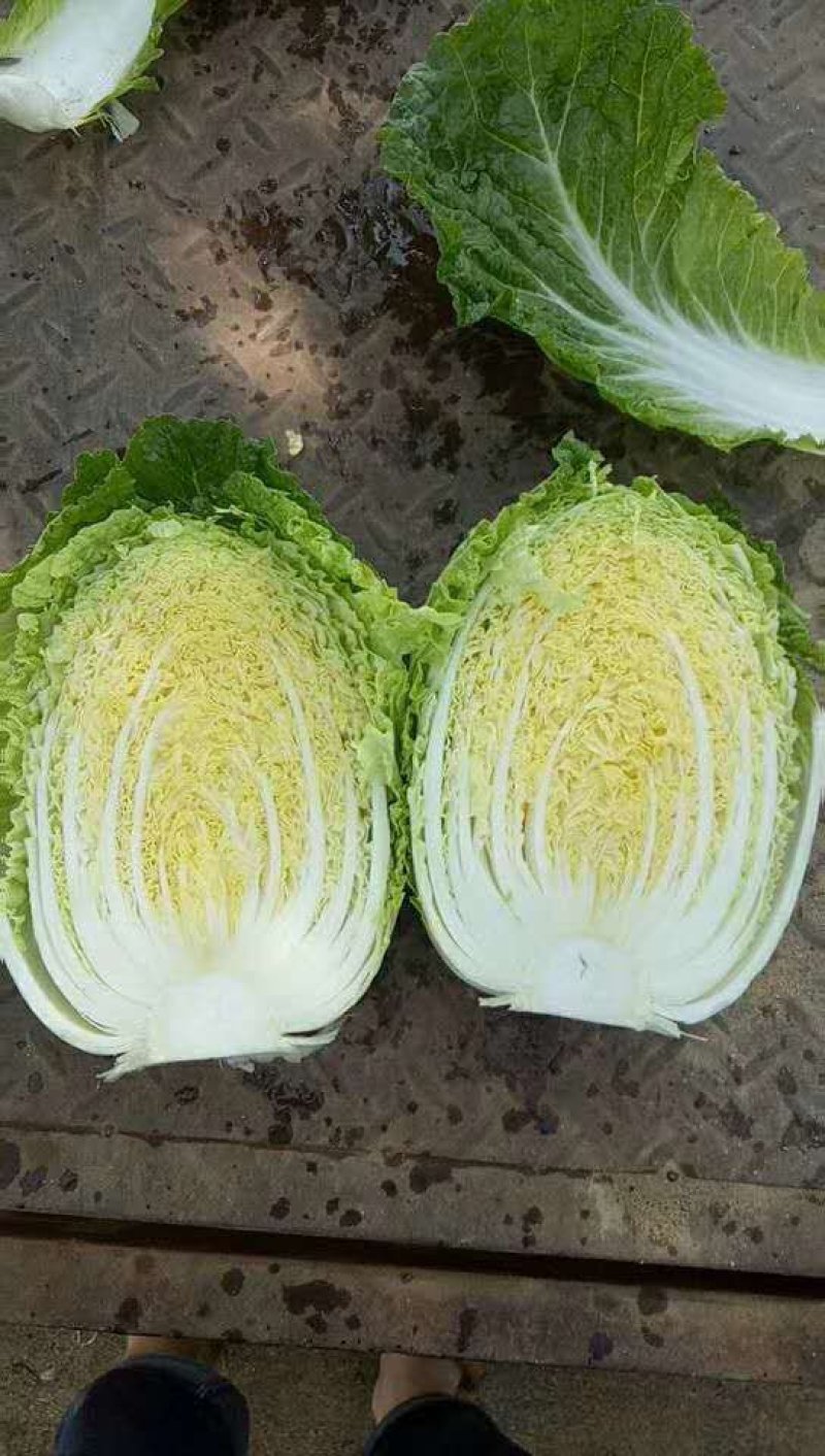 黄心白菜