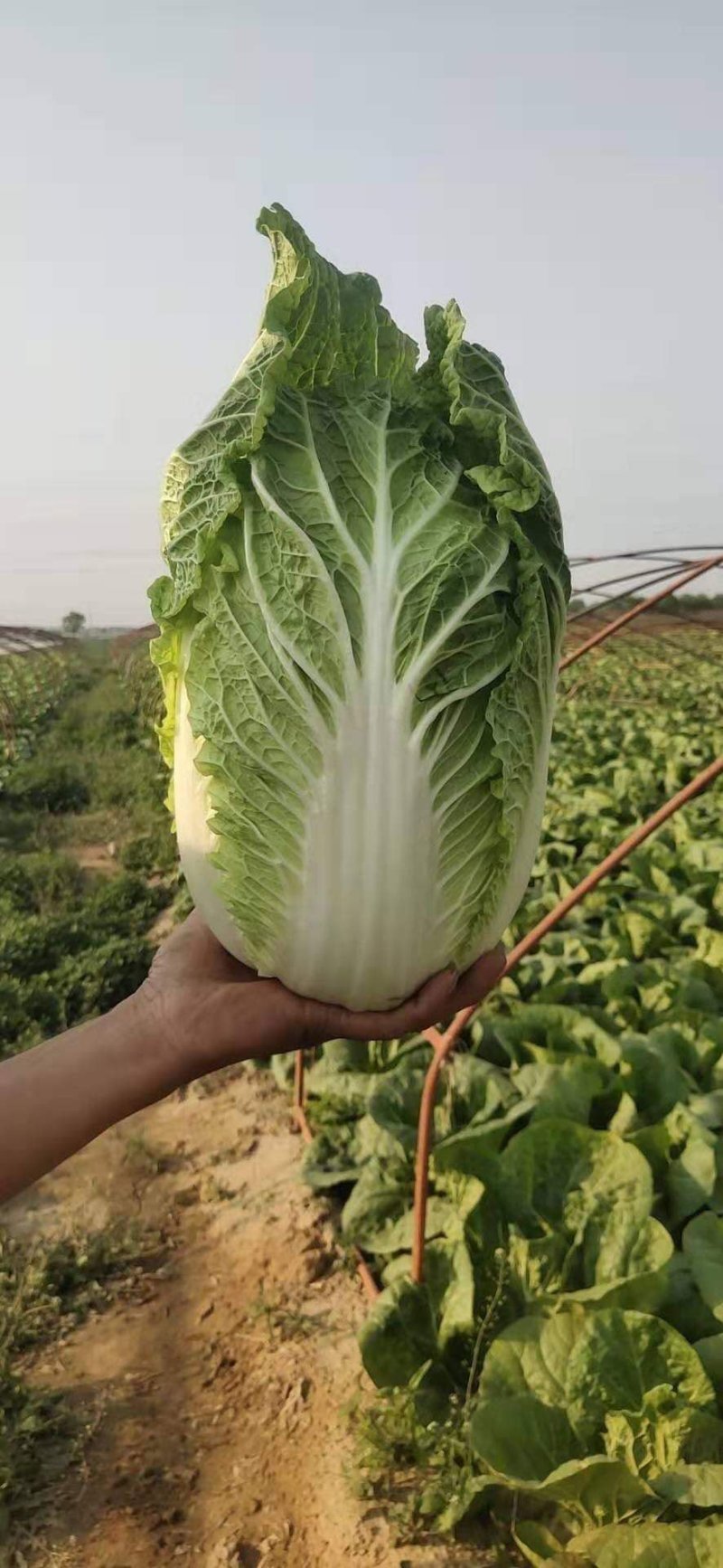 黄心白菜