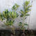 海桐苗35-50高基地直销绿化苗木南北方种植