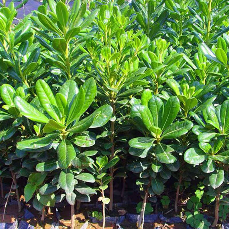 海桐苗35-50高基地直销绿化苗木南北方种植