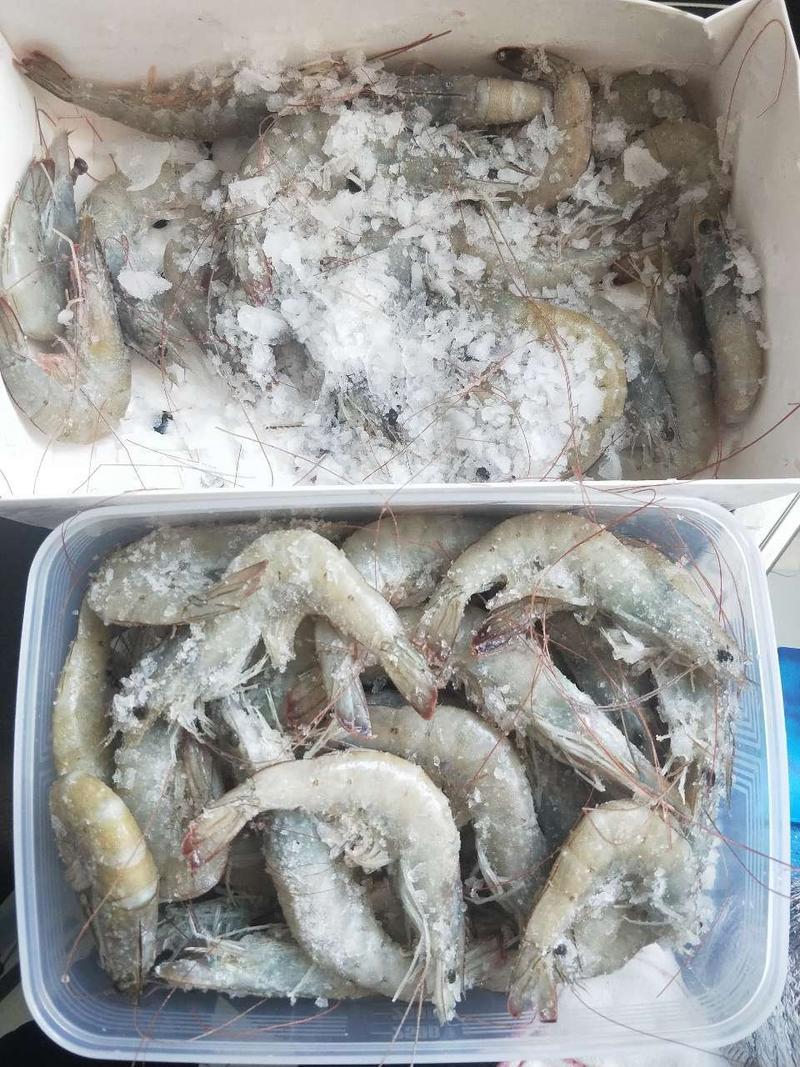 顺丰包邮，国产青岛大虾基围虾大虾对虾青虾净重3.5-4斤
