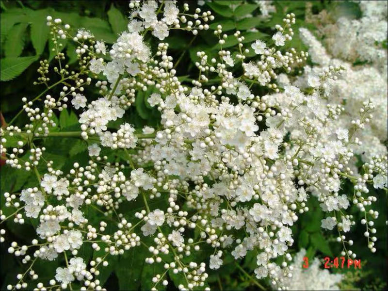 珍珠梅50-80公分高绿化苗木基地直销盆栽也叫菱叶绣线菊
