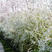 珍珠梅50-80公分高绿化苗木基地直销盆栽也叫菱叶绣线菊