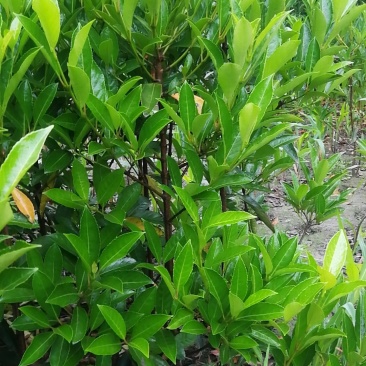 法国冬青，珊瑚篱，珊瑚冬青，珊瑚树，冬青
