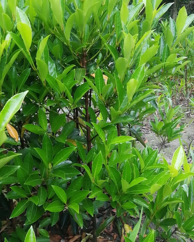 法国冬青，珊瑚篱，珊瑚冬青，珊瑚树，冬青