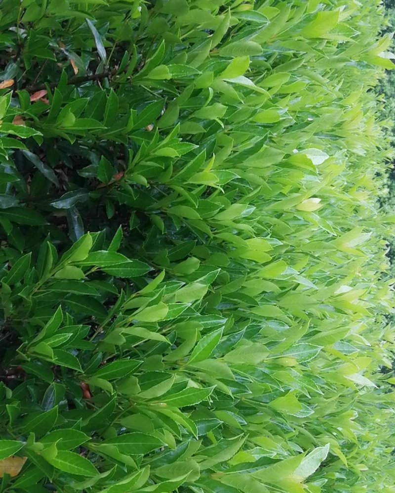 法国冬青，珊瑚篱，珊瑚冬青，珊瑚树，冬青