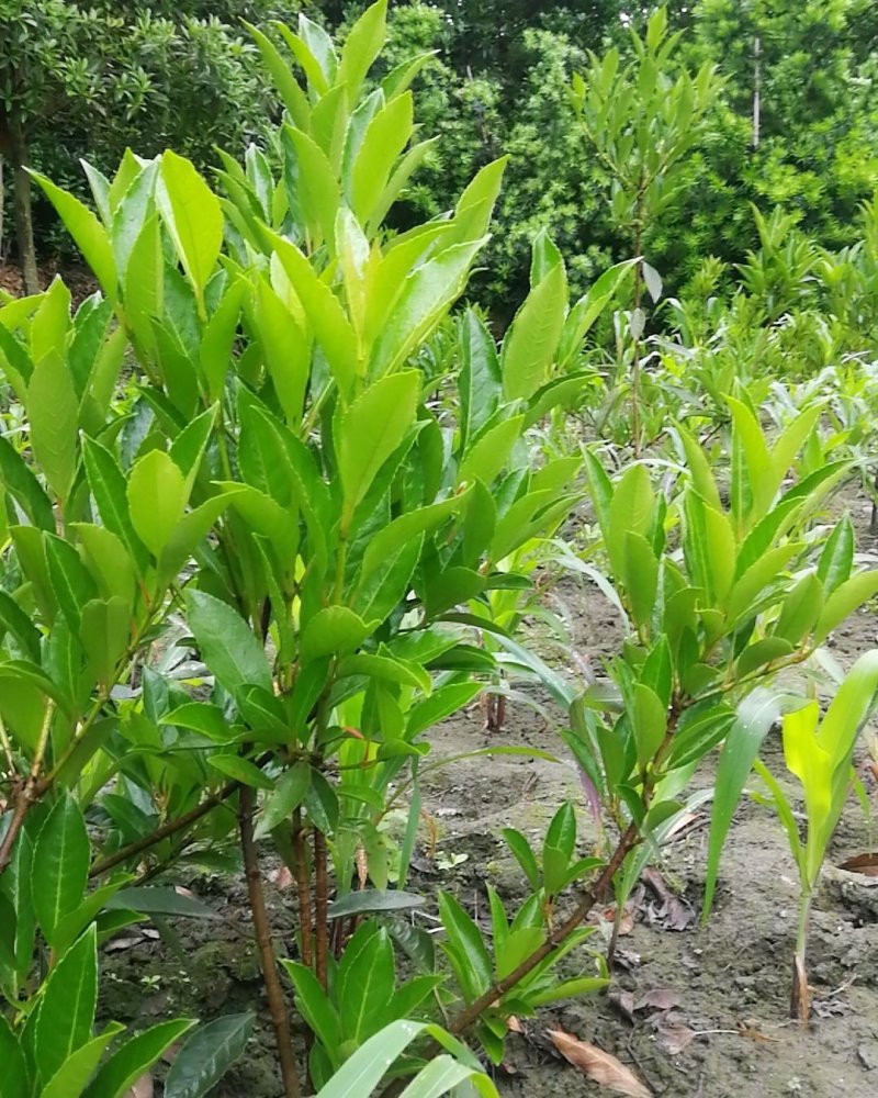 法国冬青，珊瑚篱，珊瑚冬青，珊瑚树，冬青