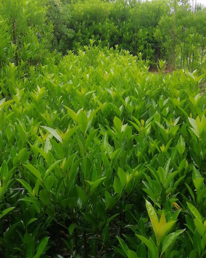 法国冬青，珊瑚篱，珊瑚冬青，珊瑚树，冬青