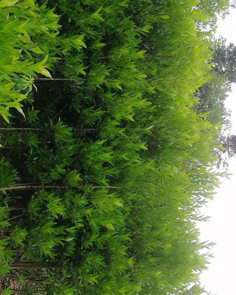 法国冬青，珊瑚篱，珊瑚冬青，珊瑚树，冬青