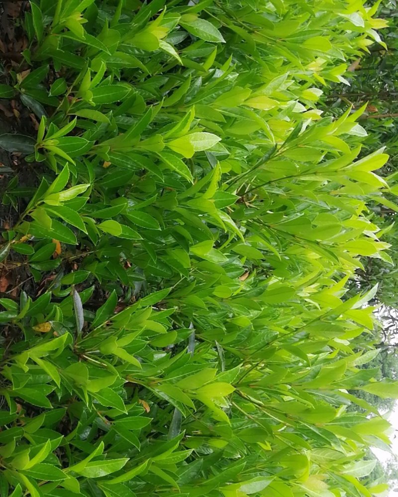法国冬青，珊瑚篱，珊瑚冬青，珊瑚树，冬青