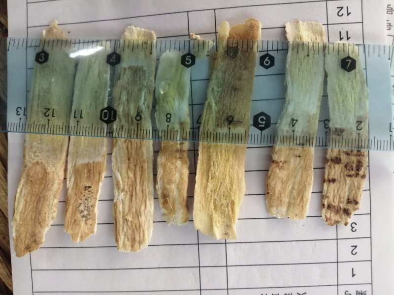 黄芪片，瓜子片、压片，无硫北芪片型好颜色靓干度好大量供应