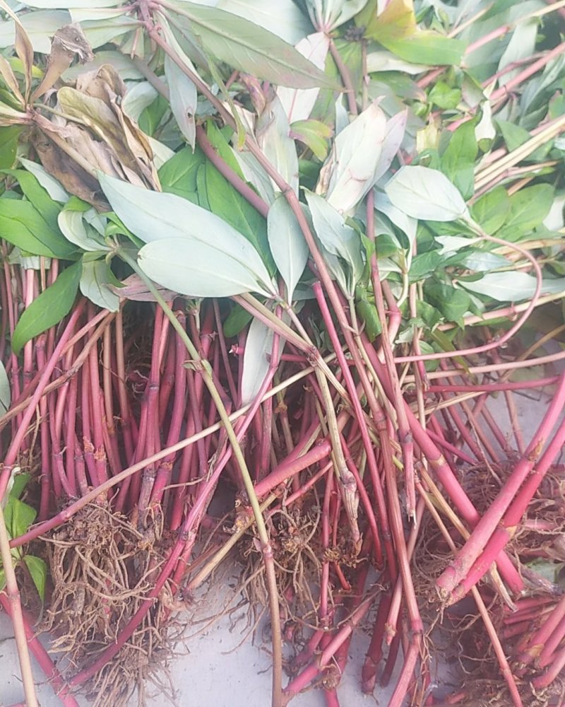 贵州毕节古夜郎大山野生药材落地梅追风伞