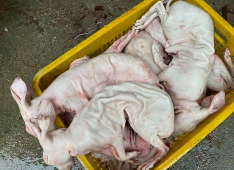兔肉老兔肉？？？？？？？？？？