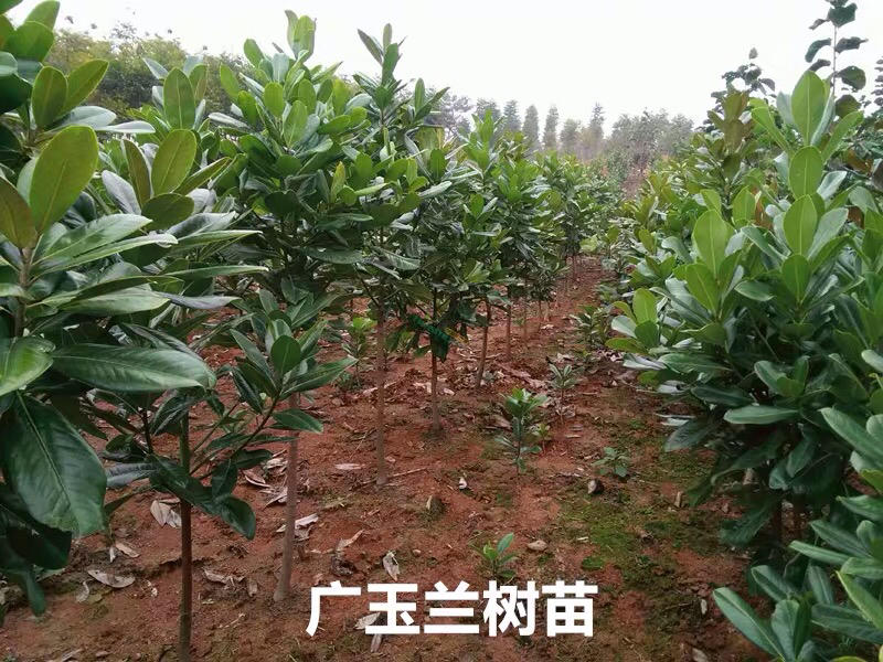 广玉兰1公分高度1.2-1.3米基地直销
