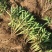 高钙菜救心菜种苗养心菜费菜金不换100起批包邮
