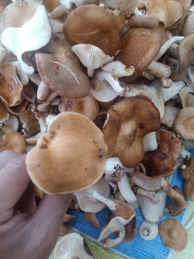 云南普洱野生香菌_鲜货