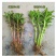 高钙菜救心菜种苗养心菜费菜金不换100起批包邮