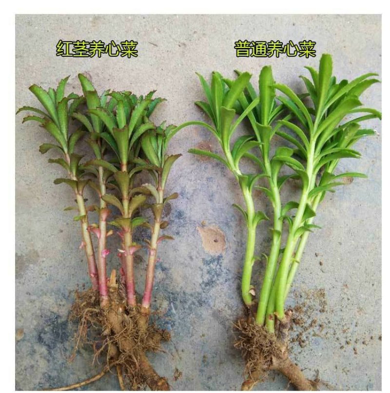 高钙菜救心菜种苗养心菜费菜金不换100起批包邮