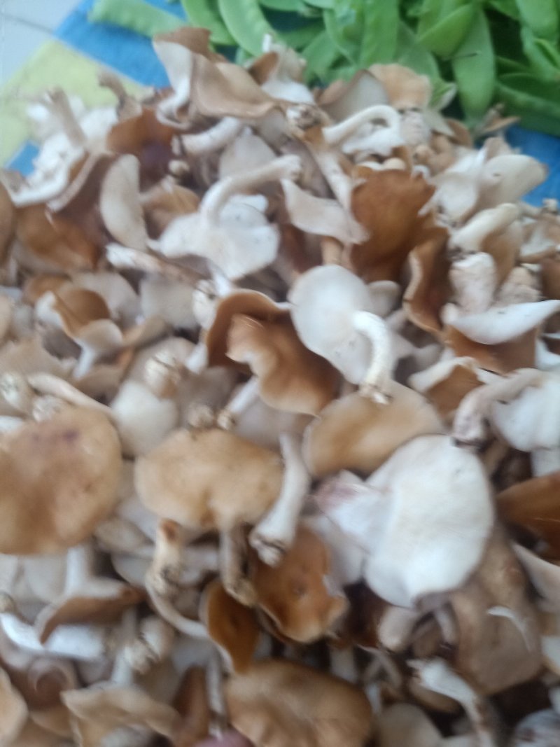 云南普洱野生香菌_鲜货