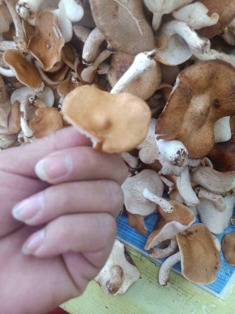 云南普洱野生香菌_鲜货