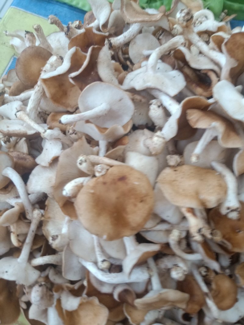 云南普洱野生香菌_鲜货