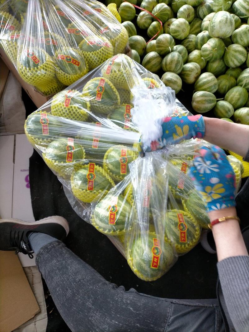 乐亭县博洋系列甜瓜，产地直销，一手货源