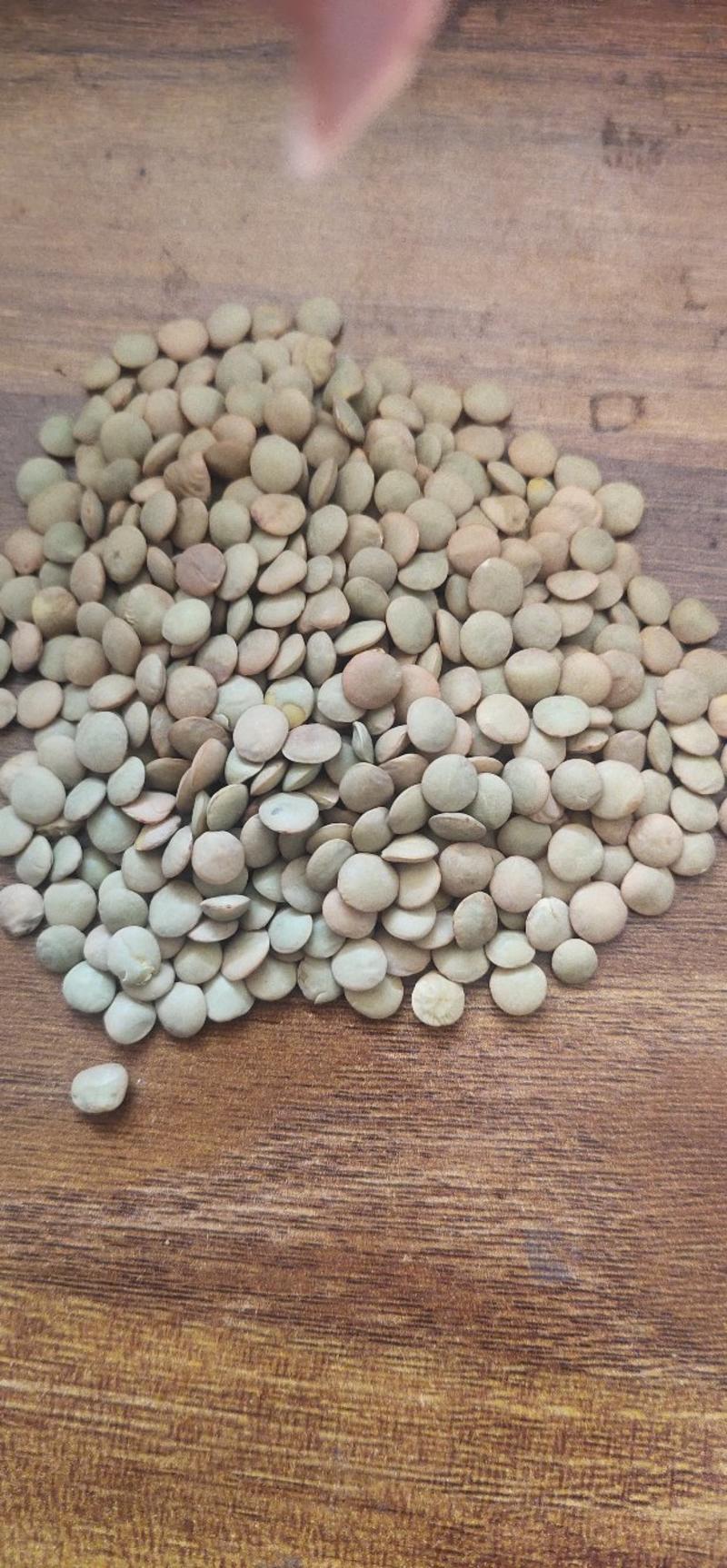 精选大粒扁豆，一级绿扁豆大量批发