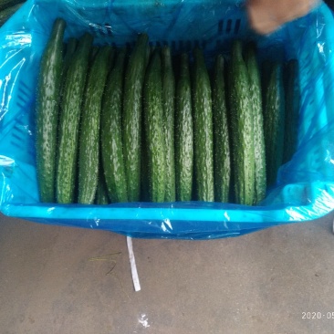 大棚精品黄瓜（交通方便，质量好，货源充足）