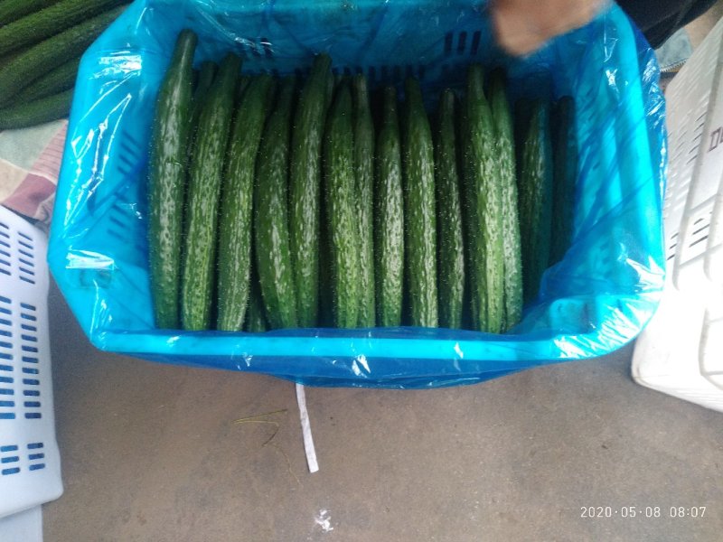 大棚精品黄瓜（交通方便，质量好，货源充足）