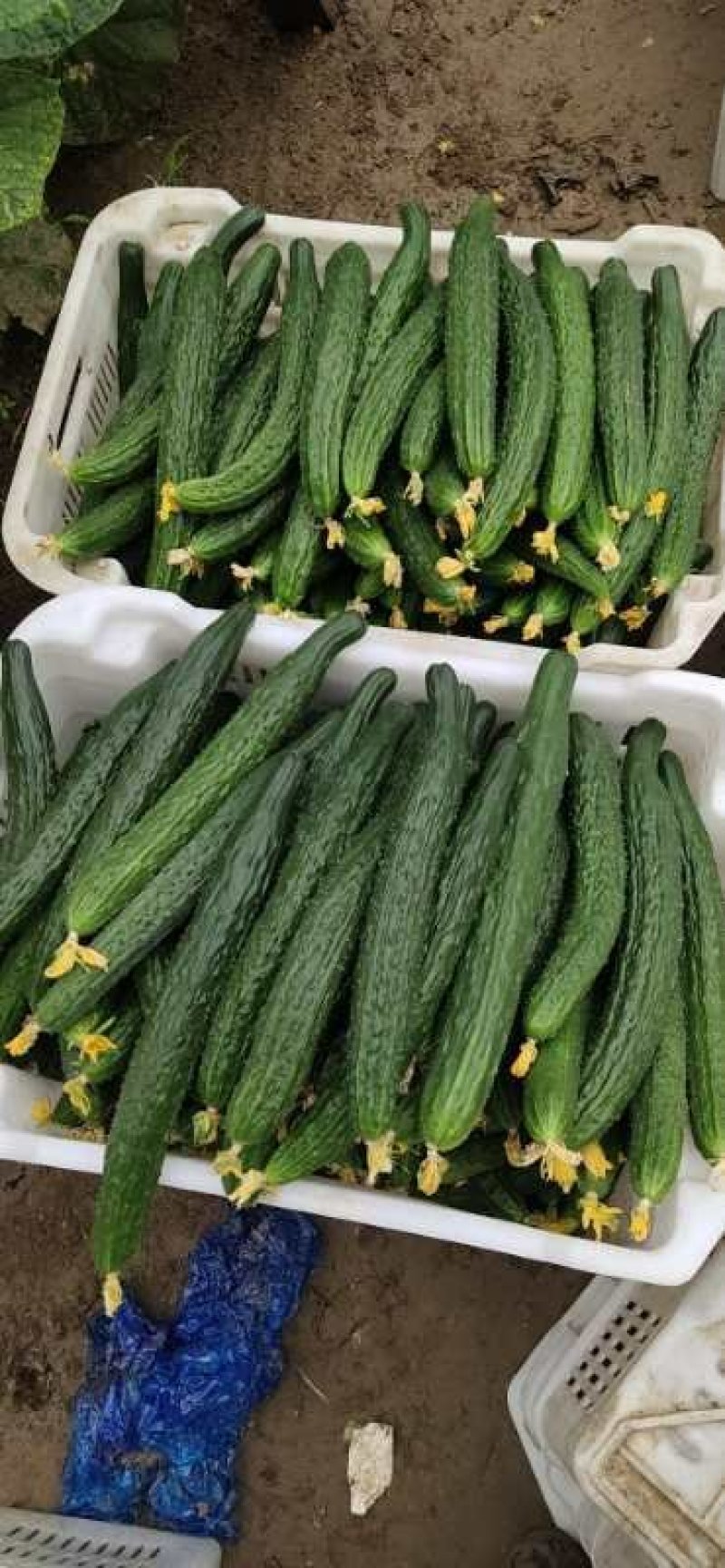 大棚精品黄瓜（交通方便，质量好，货源充足）