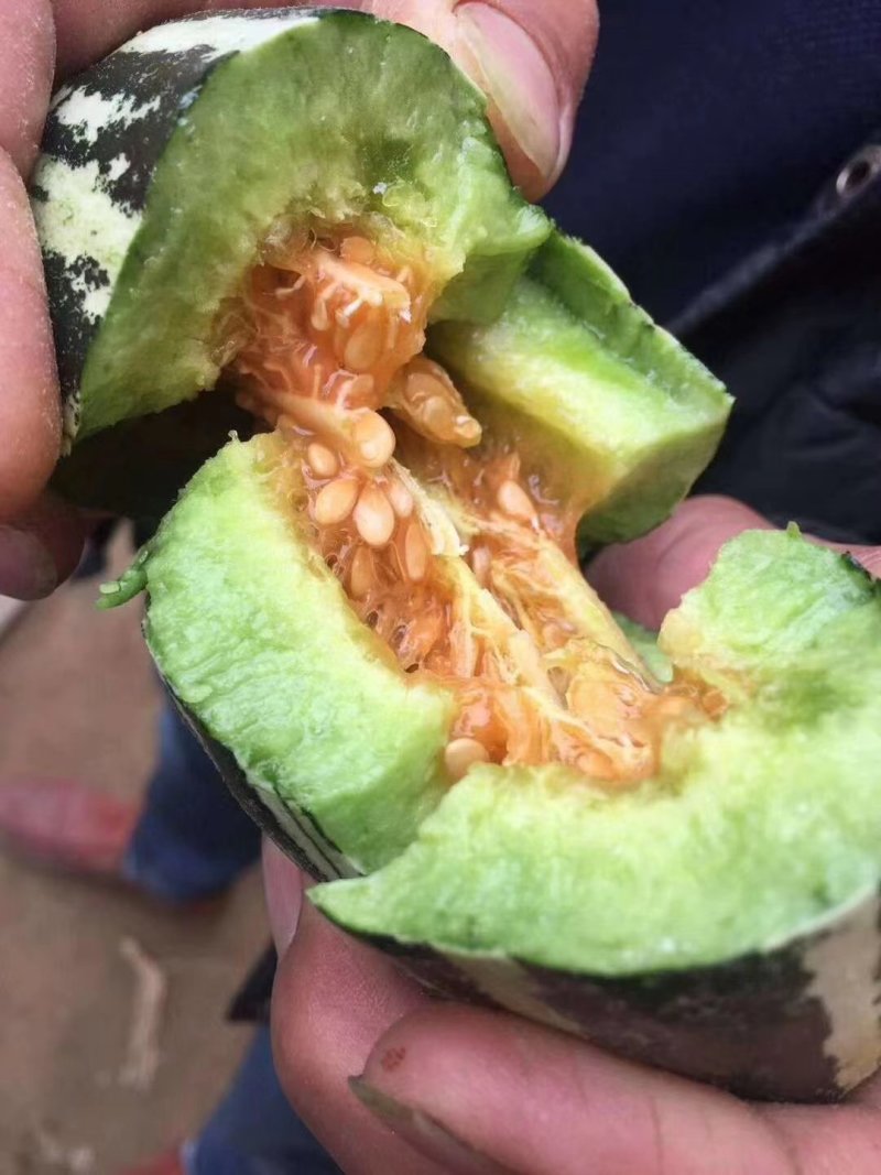 费县甜瓜博洋大量上市，品种纯正。熟度好，甜度高可欢迎选购