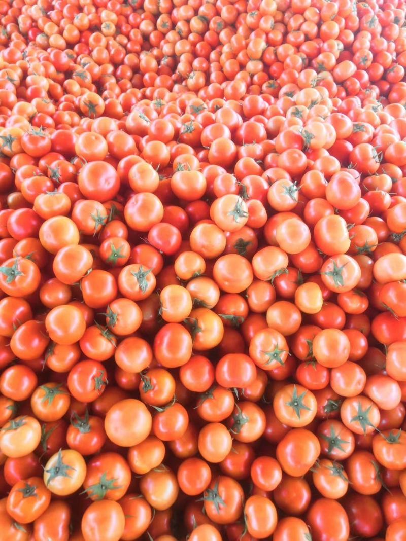 西红柿，云南蔬菜，元谋西红柿，大红西红柿产区直销，西红柿