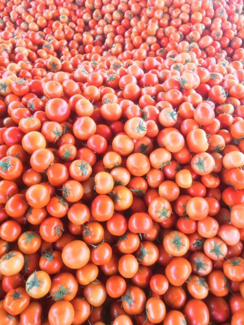 西红柿，云南蔬菜，元谋西红柿，大红西红柿产区直销，西红柿