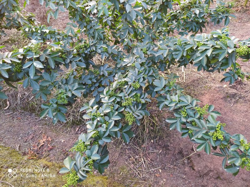 高品质青花椒