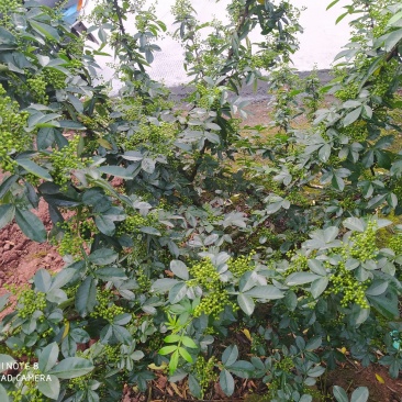 高品质青花椒
