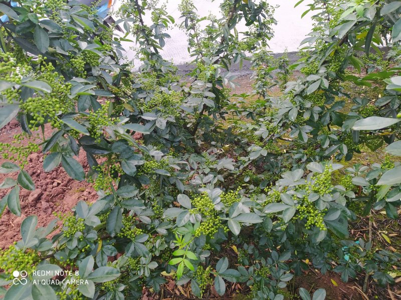 高品质青花椒