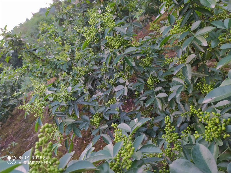 高品质青花椒