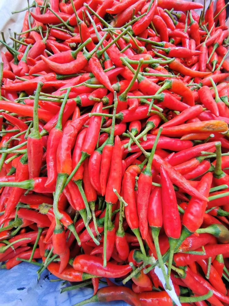 云南蔬菜，小米椒，辣椒，鲜辣椒，产区直销