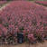 红叶小波基地直销南北方种植室内室外耐寒盆栽