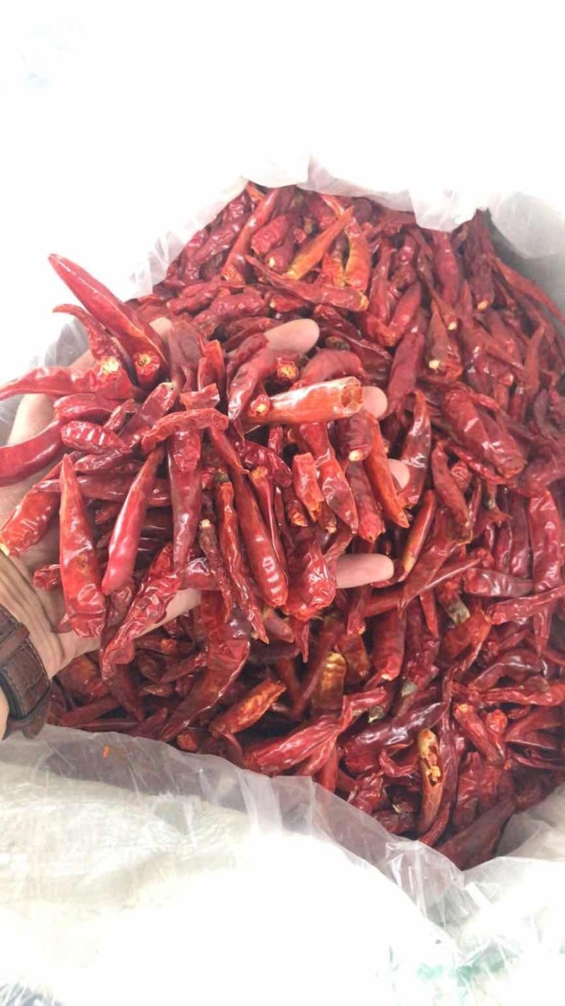 云南蔬菜，小米椒，辣椒，鲜辣椒，产区直销