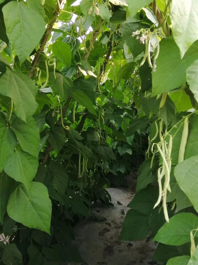 云南蔬菜，无筋豆，四季豆，产区直销，整车发货
