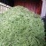 云南蔬菜，无筋豆，四季豆，产区直销，整车发货