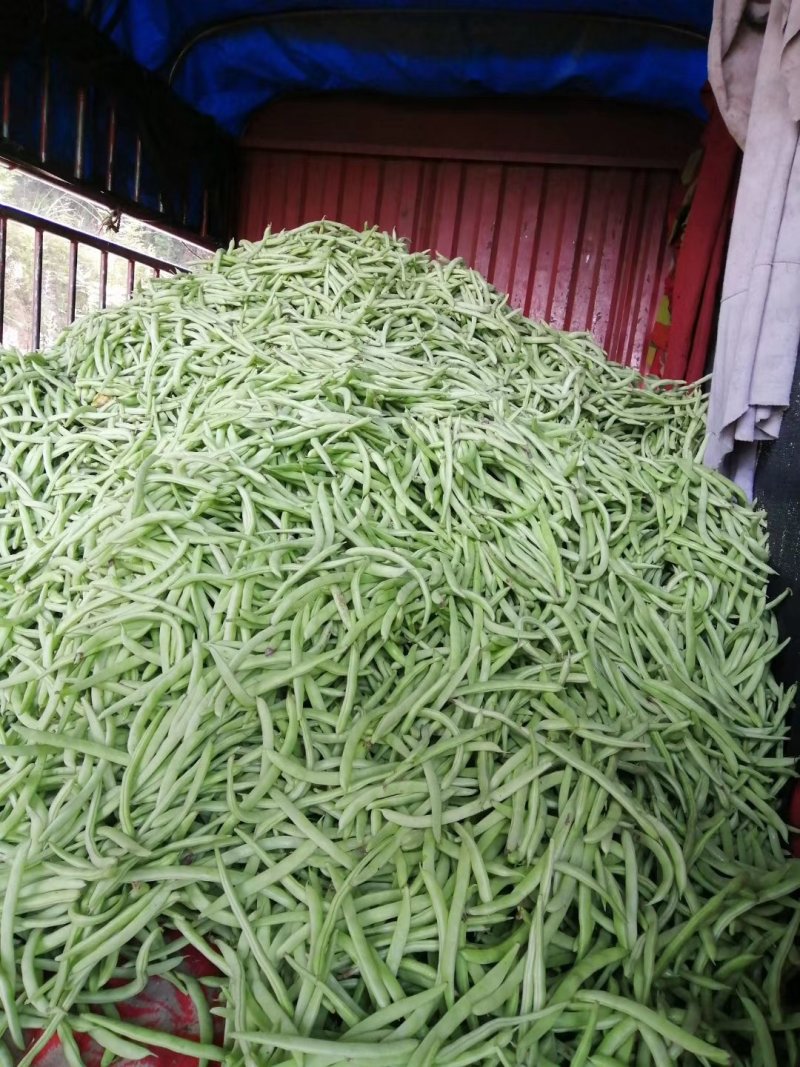 云南蔬菜，无筋豆，四季豆，产区直销，整车发货